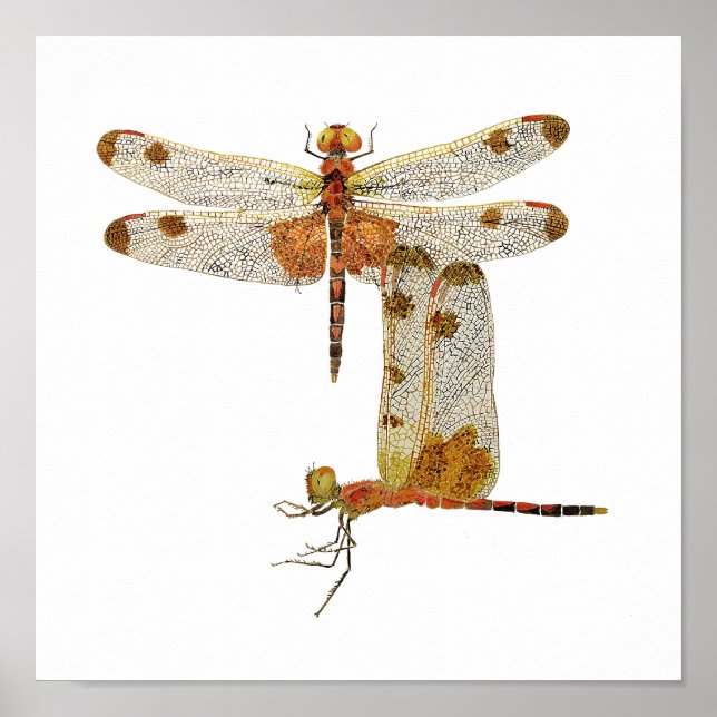 Calico Pennant Dragonfly Art Poster (Vorne)