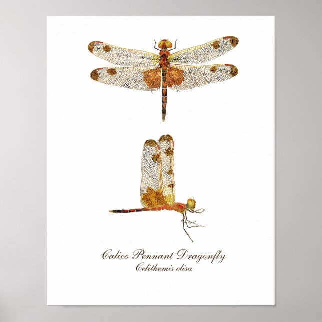 Calico Pennant Dragonfly Art Poster (Vorne)