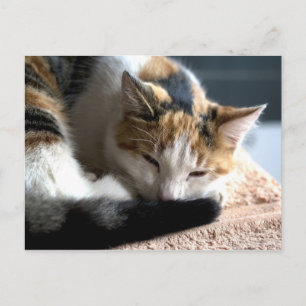 Calico Postkarte