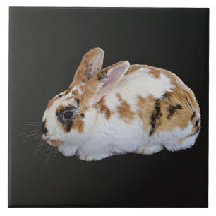 Calico Rabbit Fliese