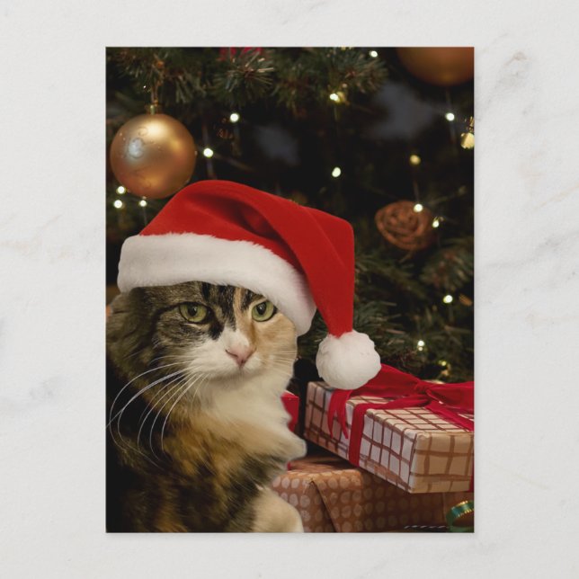 Calico Santa Kitty Postcard Postkarte (Vorderseite)
