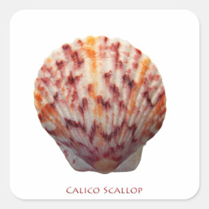 Calico Scallop Muschel Quadratischer Aufkleber