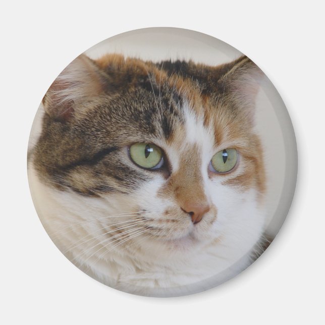 Calico Tabby-Katzengesicht Magnet (Vorne)