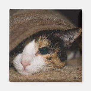 Calico Taco Magnet