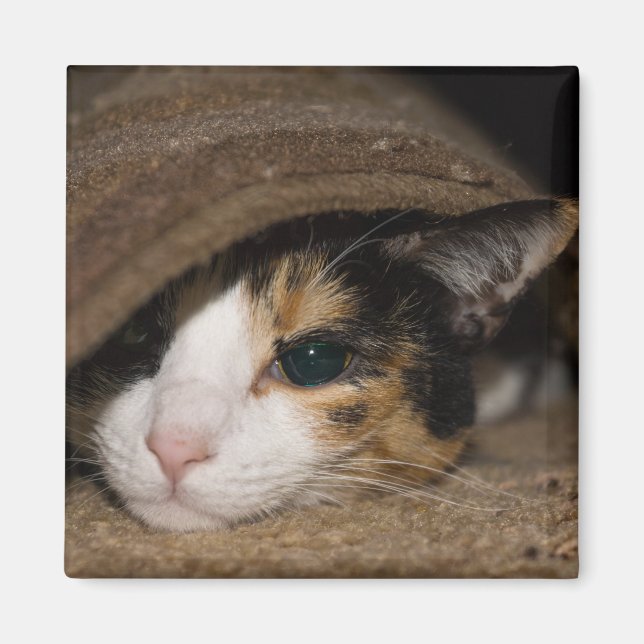 Calico Taco Magnet (Vorne)