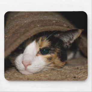Calico Taco Mousepad