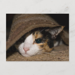 Calico Taco Postcard Postkarte