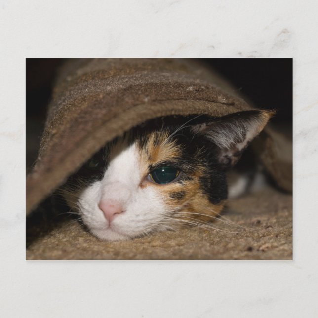 Calico Taco Postcard Postkarte (Vorderseite)