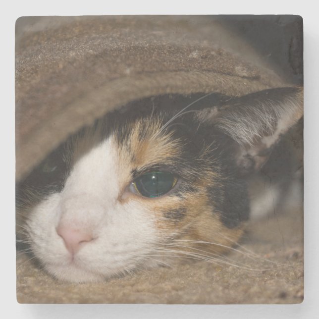 Calico Taco Steinuntersetzer (Vorderseite)