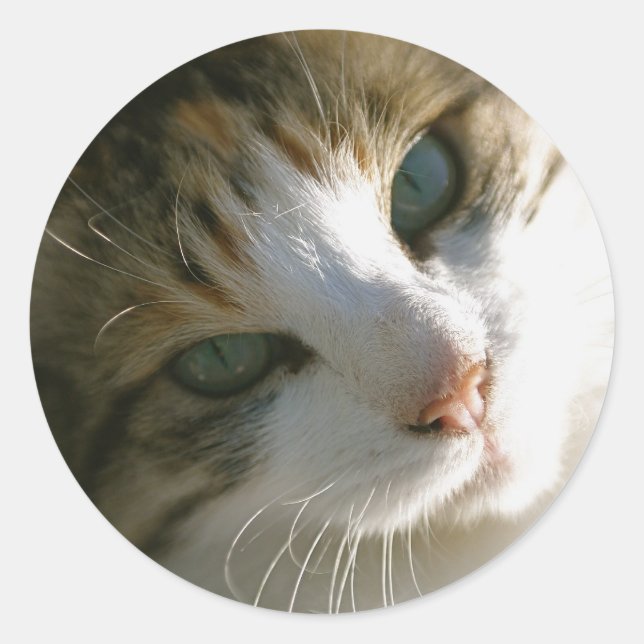 Calico Tiger Cat Runder Aufkleber (Vorderseite)