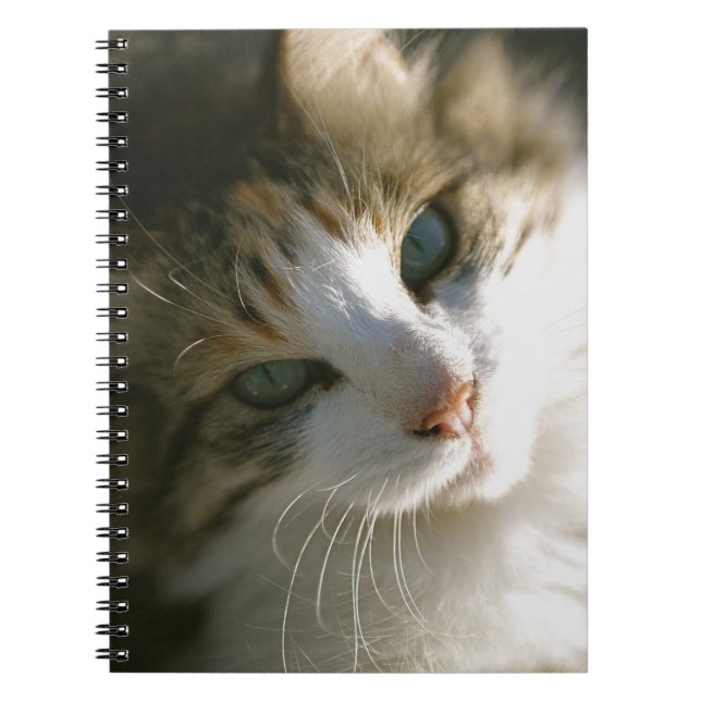Calico Tiger Kitty Notizblock (Vorderseite)