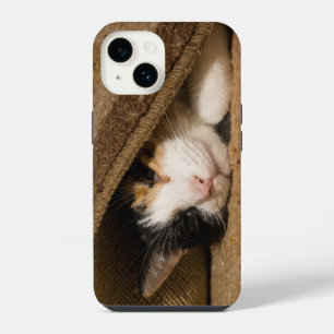 Calico unter dem Teppich iPhone-Hülle iPhone 14 Hülle
