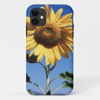 California, A Mammoth Sunflower (Helianthus) 3