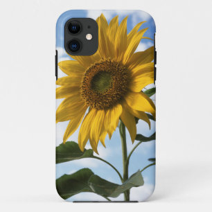 California, A Mammoth Sunflower (Helianthus) 4 Case-Mate iPhone Hülle