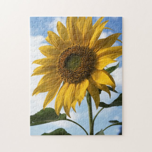 California, A Mammoth Sunflower (Helianthus) 4 Puzzle (Vertikal)