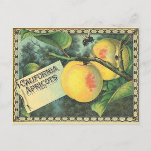 California Apricots Postkarte