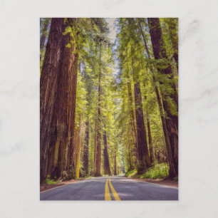 California Avenue of the Giants Postkarte