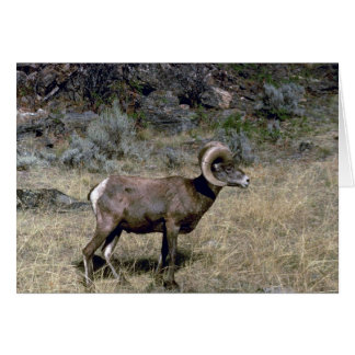 California Bighorn Schafe (Young ram Weizing)