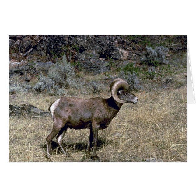 California Bighorn Schafe (Young ram Weizing) (Vorderseite (Horizontal))