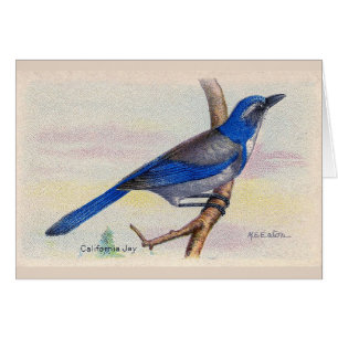 California Blue Jay Bird Danke Karte