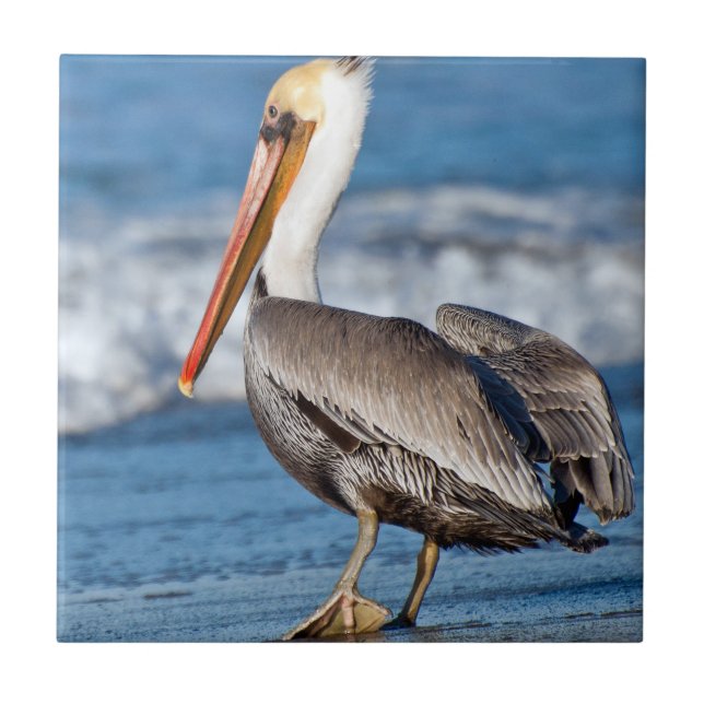 California Brauner Pelikan Fliese (Vorderseite)