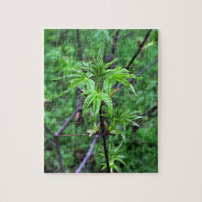 California Buckeye Seedling Puzzle (Vertikal)