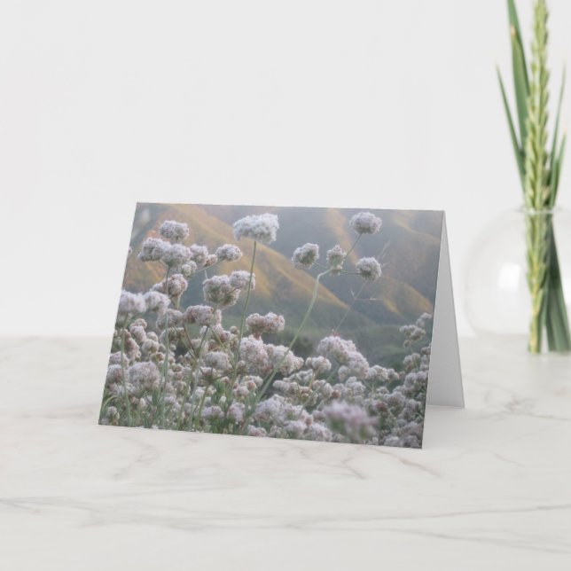 California Buckweizen Karte (Vorderseite)