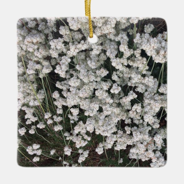California Buckweizen Keramik Ornament (Vorderseite)