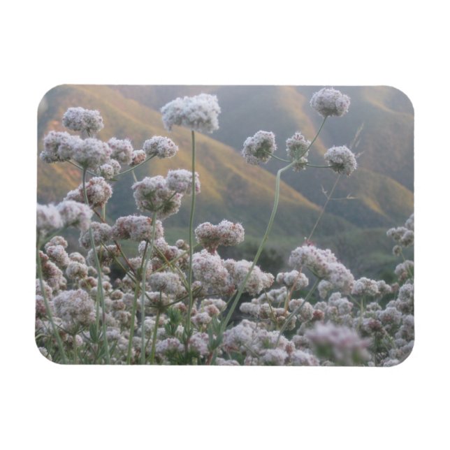 California Buckweizen Magnet (Horizontal)