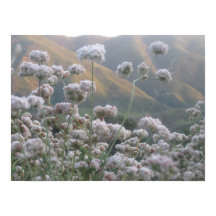 California Buckweizen