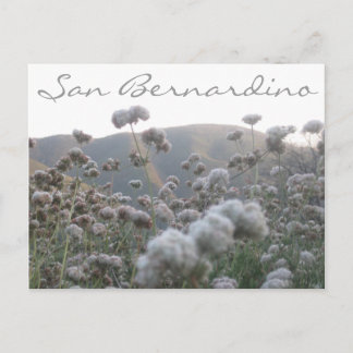 California Buckweizen Postkarte