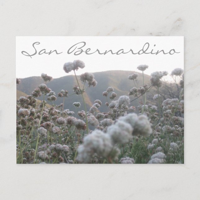 California Buckweizen Postkarte (Vorderseite)