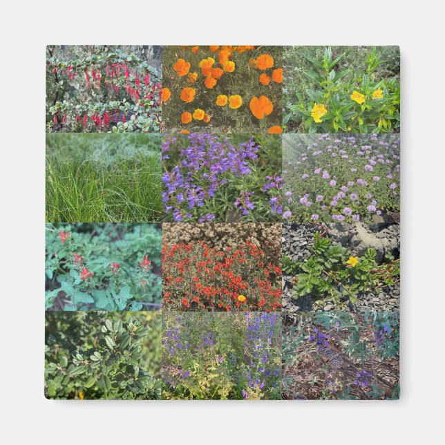 California Colors 2020 Magnet (Vorne)