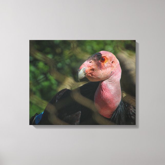 California Condor Leinwanddruck (Vorderseite)