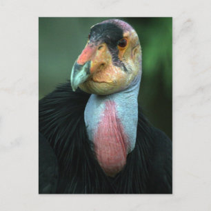 California Condor Postcard Postkarte