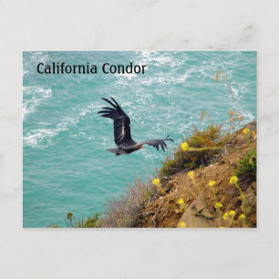 California Condor Postcard Postkarte