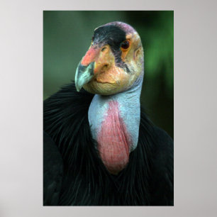 California Condor Poster