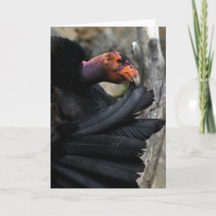 California Condor Preens Black Feathers Karte