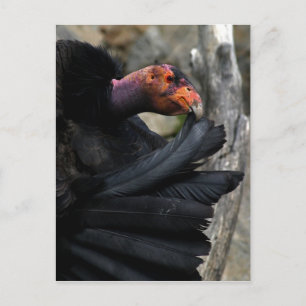 California Condor Preens Black Feathers vorsichtig Postkarte