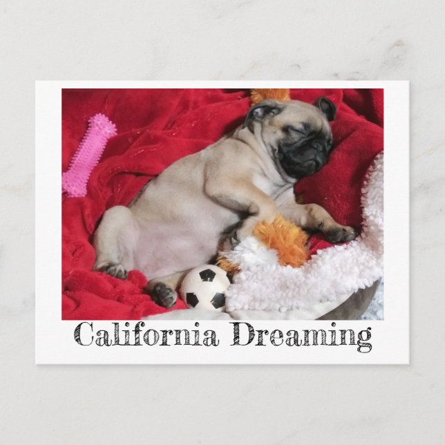 California Dreaming Peanut Der Mops Postkarte (Vorderseite)