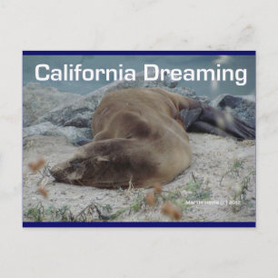 California Dreaming (Sea Lion) - Postcard Postkarte