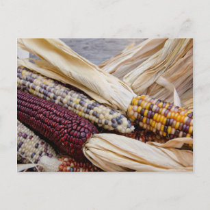 California. Fall Harvest Colorful Indian Mais Postkarte