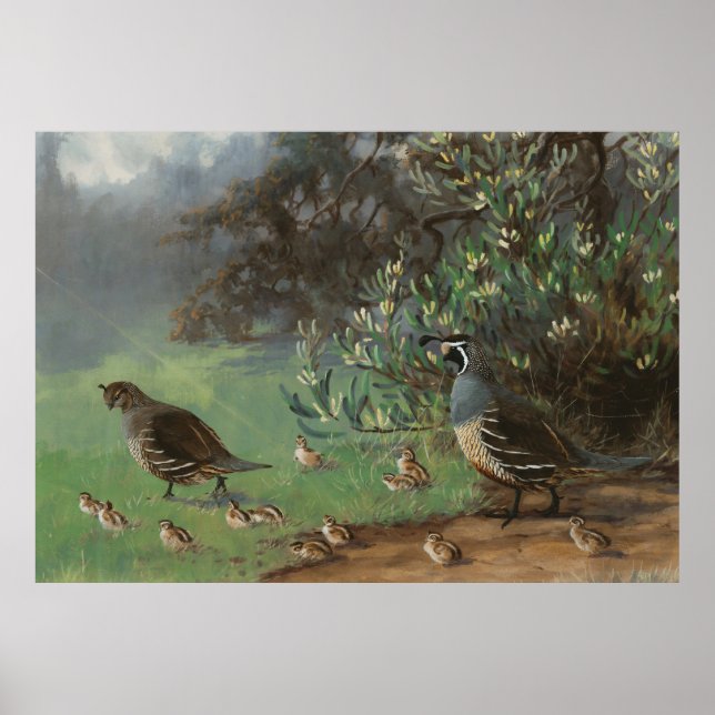 California Gänsevogel Poster (Vorne)