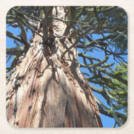 California Giant Rechteckiger Pappuntersetzer