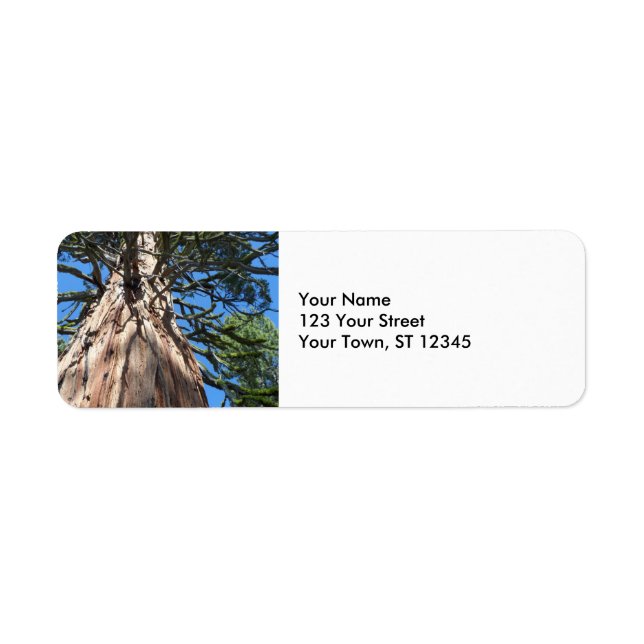 California Giant Tree (Vorne)