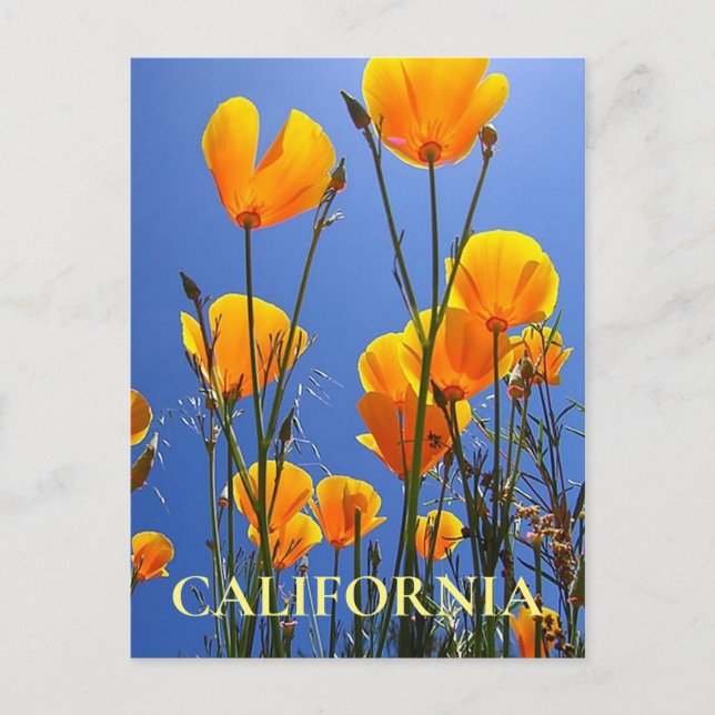 California Golden Poppies gegen Blue Sky Postkarte (Vorderseite)