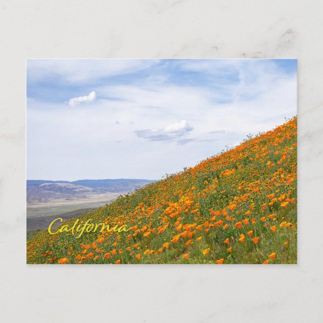 California Golden Poppies Postkarte (Vorderseite)