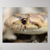 California Gopher Snake Poster