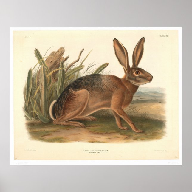 California Hare by Audubon (0177A) Poster (Vorne)