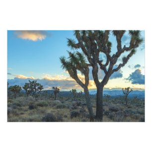 California Joshua Trees Wüste Landschaft in Dusk Fotodruck